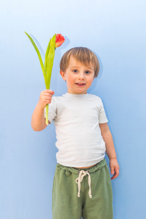 Boy of two and a half years gives a tulip flower. Happy Mother's Day!の写真素材