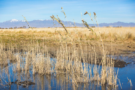Reeds in the pond in steppe. Altyn Emel national park. Kazakhstan landscapeの写真素材