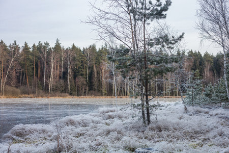 First frost near forest lake. White grassの写真素材