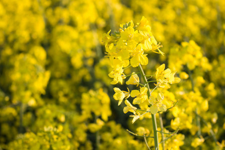 Blooming rapeseed field in the light of the evening sun
