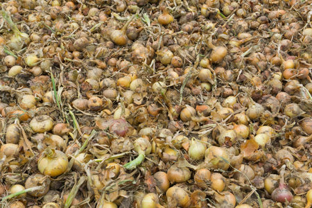 Fresh yellow onion background in large quantity on a vegetable farm in stock.