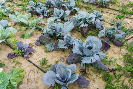 Fresh blue cabbage in the garden.の写真素材