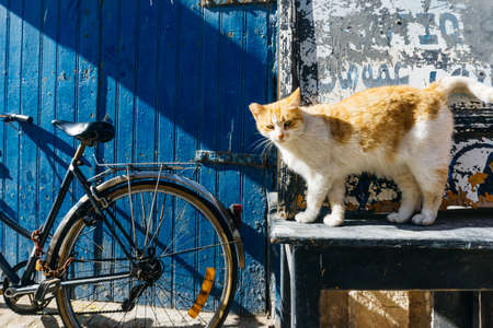 Street Kitty cat on the streets of Marrakesh and Essaouira in Morocco in the fishing port and medina near the colored wall. Postcard, travel conceptの写真素材