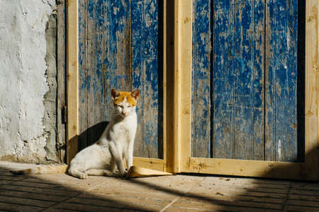 Street cat on the streets of Marrakesh and Essaouira in Morocco in the fishing port and medina near the colored wall. Postcard, travel conceptの素材 [FY310165852103]