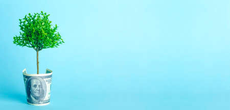 Money tree on a blue background. Growing tree from the American dollar. Economy and money conceptの写真素材