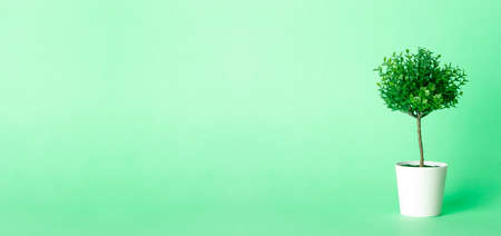 Artificial tree plant on an empty colored nature green banner background. Minimal conceptの写真素材