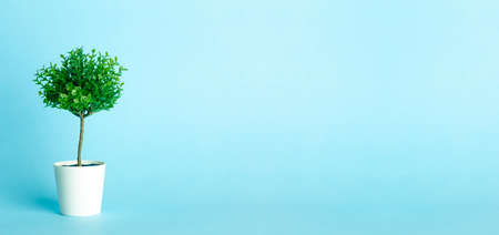 Artificial tree plant on an empty colored nature blue banner background. Minimal conceptの写真素材
