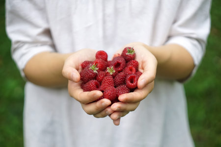 A woman or girl is holding freshly forest raspberries in the hands. Summer, sun, organic berries...