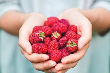 A woman or girl is holding freshly forest raspberries in the hands. Summer, sun, organic berries conceptの写真素材