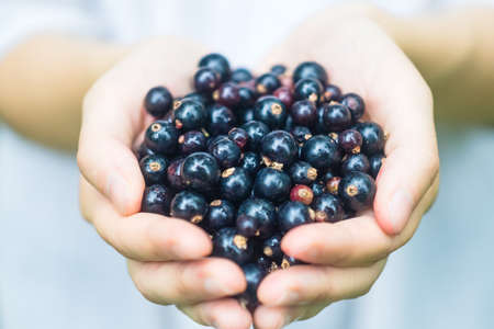 A woman or girl is holding freshly forest black currant (blackberry) in the hands. Summer, sun, organic berries conceptの写真素材
