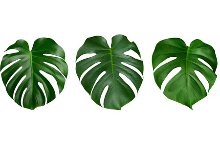 Monstera leaves isolate. Green leaves of tropical monstera on a pure white background. Jungle and...