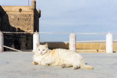 Street cat on the streets of Marrakesh and Essaouira in Morocco in the fishing port and medina near the colored wall. Postcard, travel conceptの写真素材