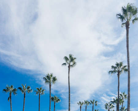 PALMS. Palm tree against blue sky. Green palm leavesの写真素材