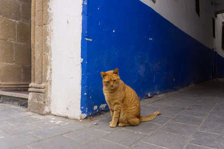 Street cat on the streets of Marrakesh and Essaouira in Morocco in the fishing port and medina near the colored wall. Postcard, travel conceptの写真素材
