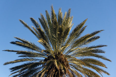 PALMS. Palm tree against blue sky. Green palm leavesの写真素材