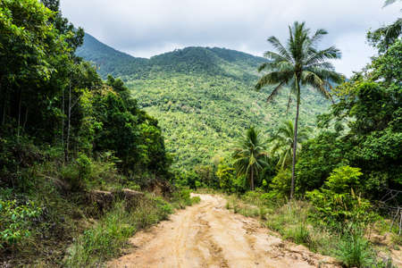 A dirt road down among the jungle and palm trees on a tropical islandの写真素材