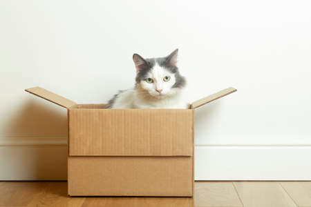 Cat in a box. A funny cat sits in a cardboard paper box against the background of a white empty wall.の写真素材