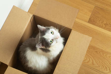 Cat in a box. A funny cat sits in a cardboard paper box against the background of a white empty wall.の写真素材