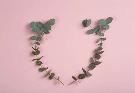 Eucalyptus branches on a pink background. Fresh eucalyptus leaves as a base for cosmetics based on natural oils and fragrances.の写真素材