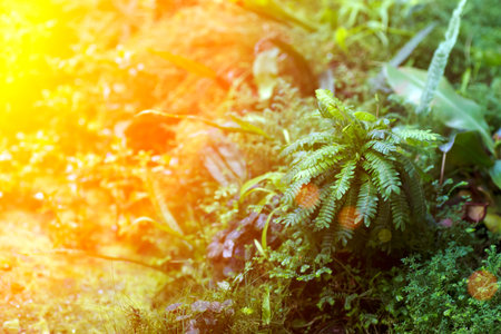 Tropical leaves in the jungle background. Rainforest with plants and amazing sunshine in the morning...