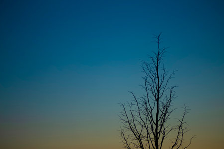 Evening dark blue sky at sunset with a lonely tree silhouette. Art photography for poster and cover conceptの写真素材