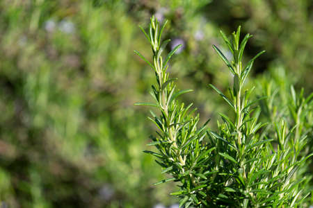 Rosemary growing on a farm in summer. Mediterranean herbs and spices for food.の写真素材