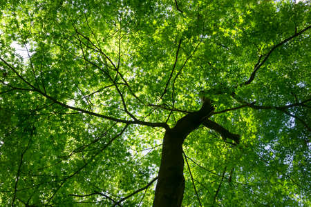 Summer and spring background. Green leaves of a tree against the background of the sun and blue sky. Relax, ecology, rest and nature conceptの写真素材