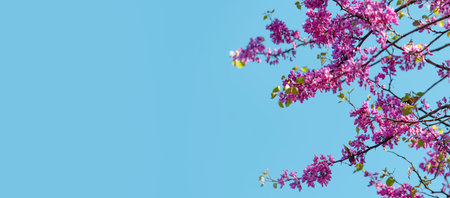 Spring background. Blooming tree in spring against the background of a sunny spring sky.