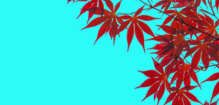 Autumn background. Red autumn maple leaves on a background of the sky. Autumn leaves and trees in Octoberの写真素材