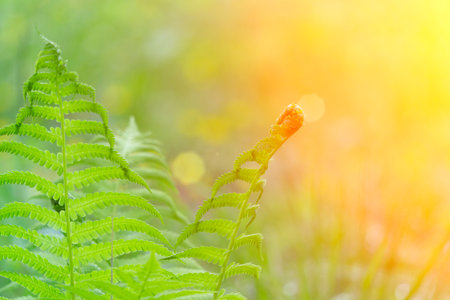 Spring background. Sunny fern plant blurred background in forest. Spring, nature, summer and sun concept.の写真素材