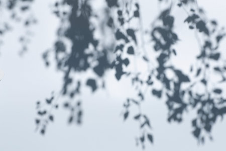 Shadow overlay effect for photo. Shadows from tree leaves and tropical branches on a white wall in...