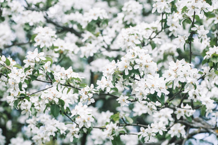 Blossom apple tree spring background. Blooming tree in spring against the background of a sunny spring sky.の写真素材