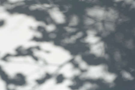 Shadow overlay effect for photo. Shadows from tree leaves and tropical branches on a white wall in sunlight.の写真素材