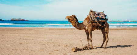 Camel on the beach of the sea or ocean under the sun. Tourism conceptの写真素材
