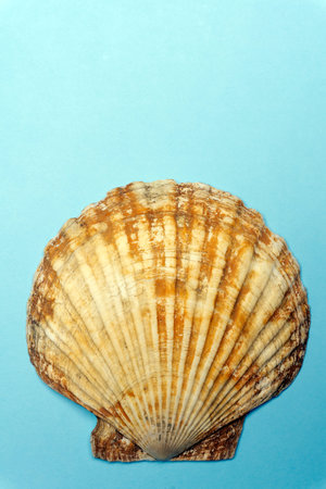 Ocean shell seashell isolated on colored background. Shell texture, minimal concept