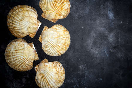 Seashells ocean shell on a dark background. The texture of seashells ocean shell . Copy space.の写真素材