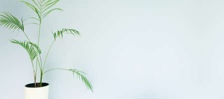 Empty wall with a plant. Light blue wall background in a room with a green tropical plant. Copy spaceの写真素材