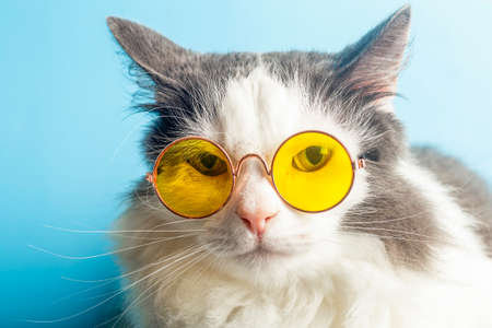 Funny cat in sunglasses. Cat with glasses on a light blue clean sunny background. Funny pets, party, vacation, travel, summer concept.の写真素材