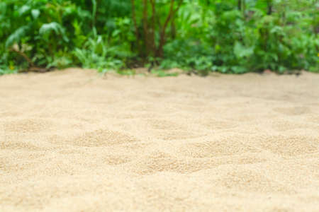 Sand on the beach background with tropical plants in the summer under the sun. Summer, tropics, sun, heat concept.の写真素材