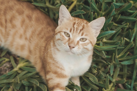 Cat is resting on a sunny day in summer. Street cats in nature. high quality photo