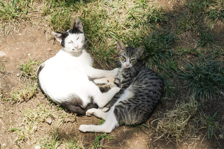 Cats is resting and sleeping on a sunny day in summer. Street cats in nature. high quality photo