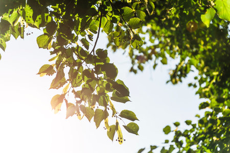 Summer and spring background. Green leaves of a tree against the background of the sun and blue sky....