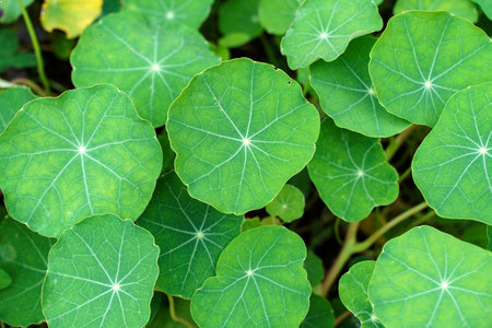 Nasturtium flowers. Green leaves of nasturtium on a flower bed in summer.