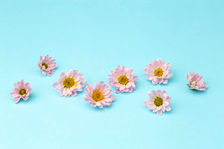 Buds of pink flowers with pink petals on a colored minimal background. Floral background conceptの写真素材
