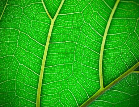 Plant leaf in macro. Green texture and pattern on a leaf of a plant. Green nature oragnic background