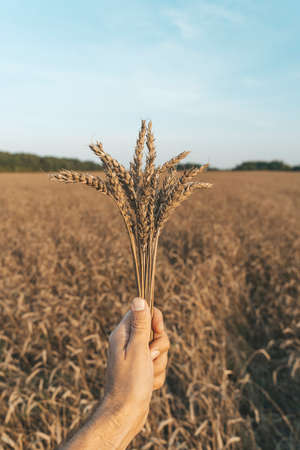 Wheat ears in hand against the background of a summer wheat field at sunset. Farming, agriculture and eco food concept.の写真素材