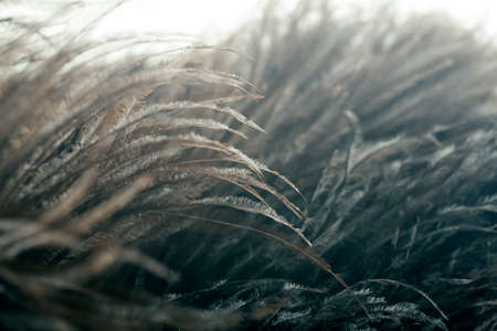 Feathers in macro. Brown ostrich feathers in the sunlight close up.の写真素材