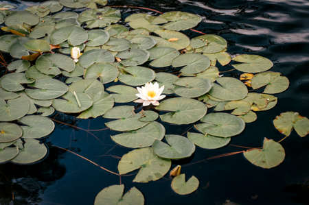 Lotus on the surface of the lake water. A beautiful blooming nymphaea or lotus flower sways on calm water in warm summer weather. Relax, nature concept.の写真素材