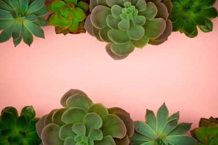 Succulent plant background. Home plants cactus on a pink background. Lifestyle and flat lay concept, copy spaceの写真素材