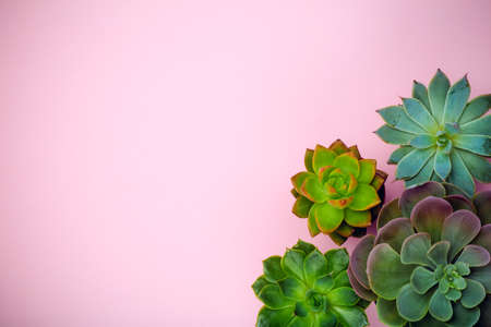 Succulent plant background. Home plants cactus on a pink background. Lifestyle and flatlay concept, copy spaceの写真素材
